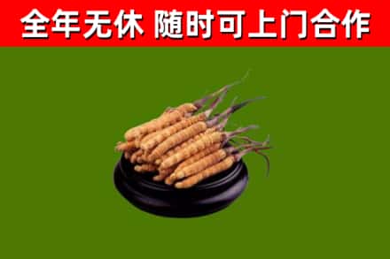 蚌山回收冬虫夏草